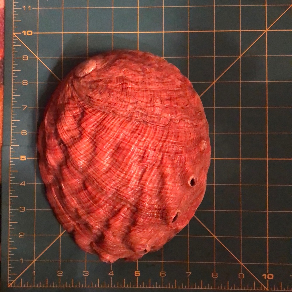 Abalone shell - Picture 3 of 5